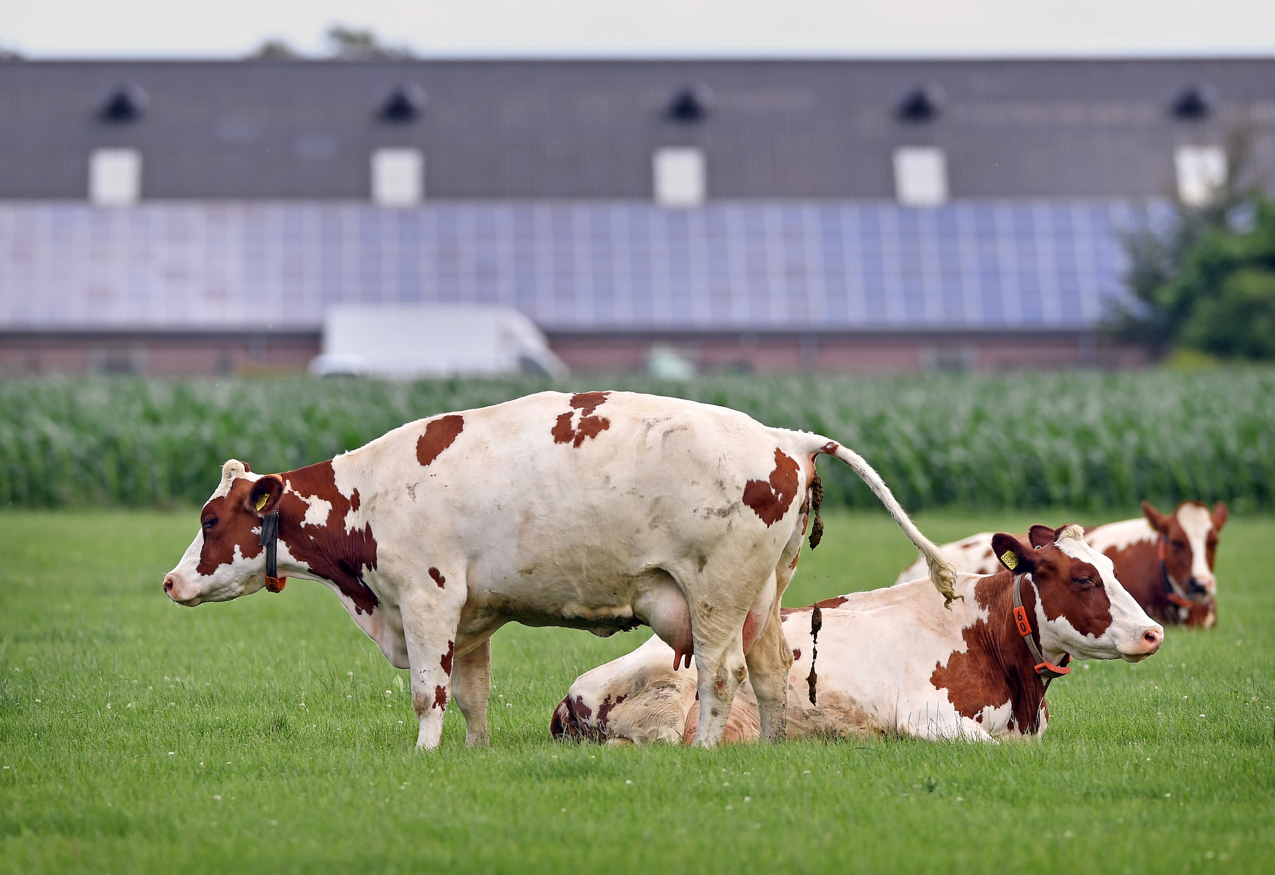 Mestproductie Daalt Licht Maar Niet Hard Genoeg Waardoor Vermoedelijk