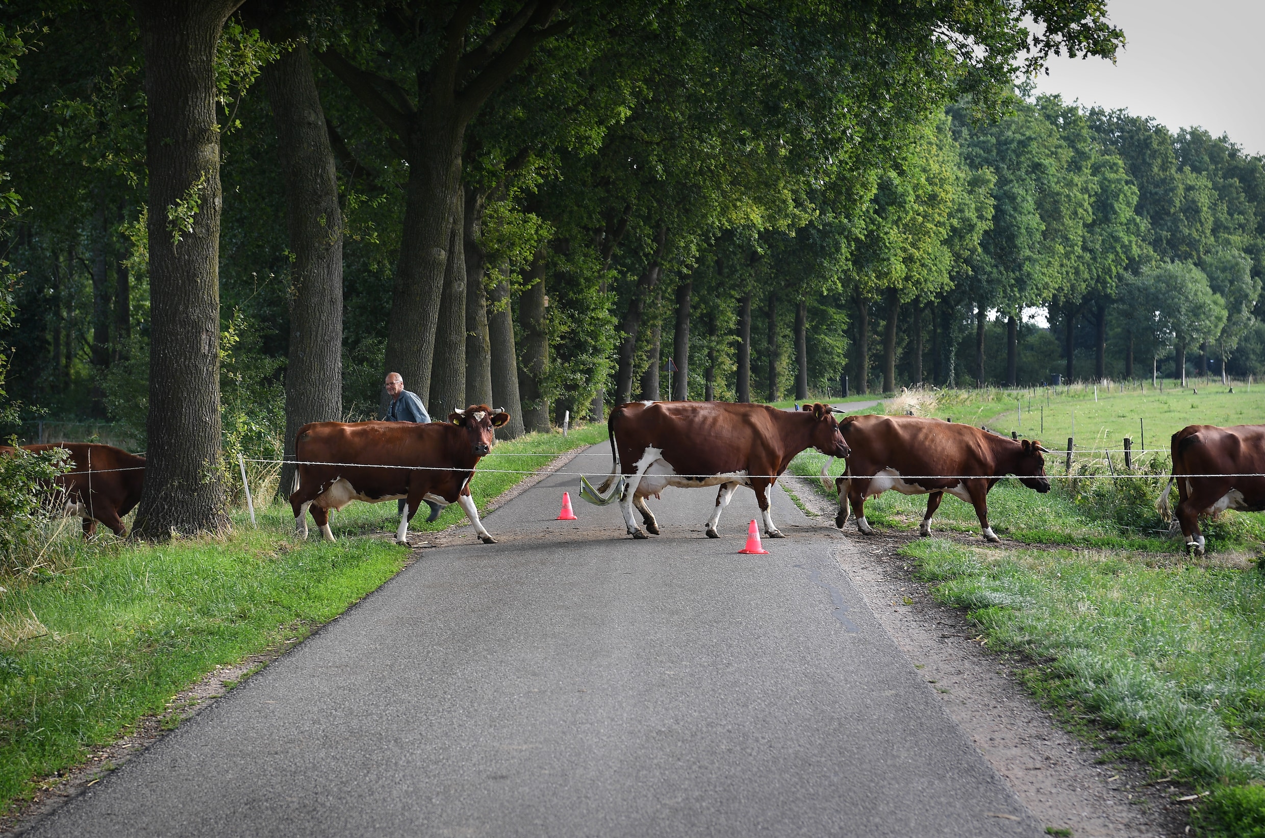 Strengere Normen Nodig Voor Uitstoot Stikstof Nu Natuur Nog