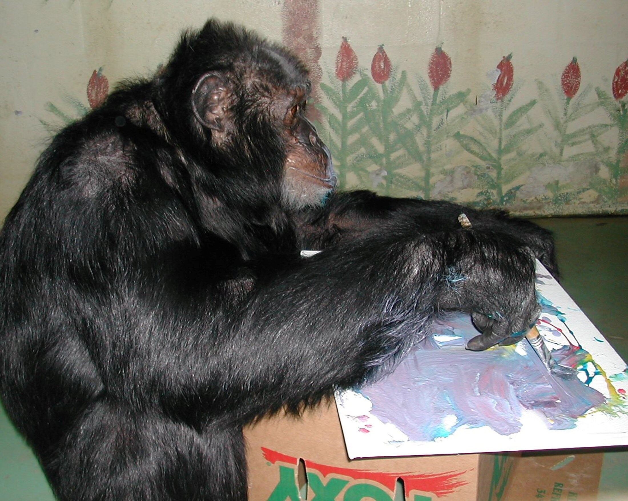 Michael Jacksons chimpansee verkoopt vijf schilderijen bij expositie