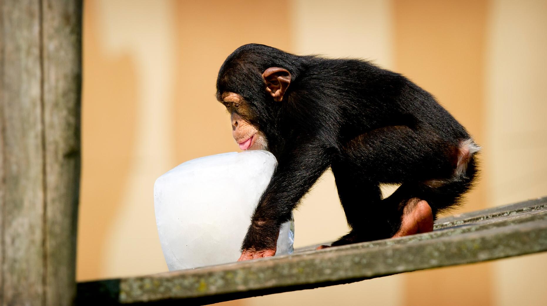 Een jonge chimpansee.