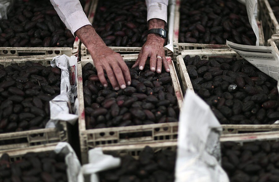 Dadels worden geplukt en gesorteerd in Deir al Balah, in de Gazastrook.