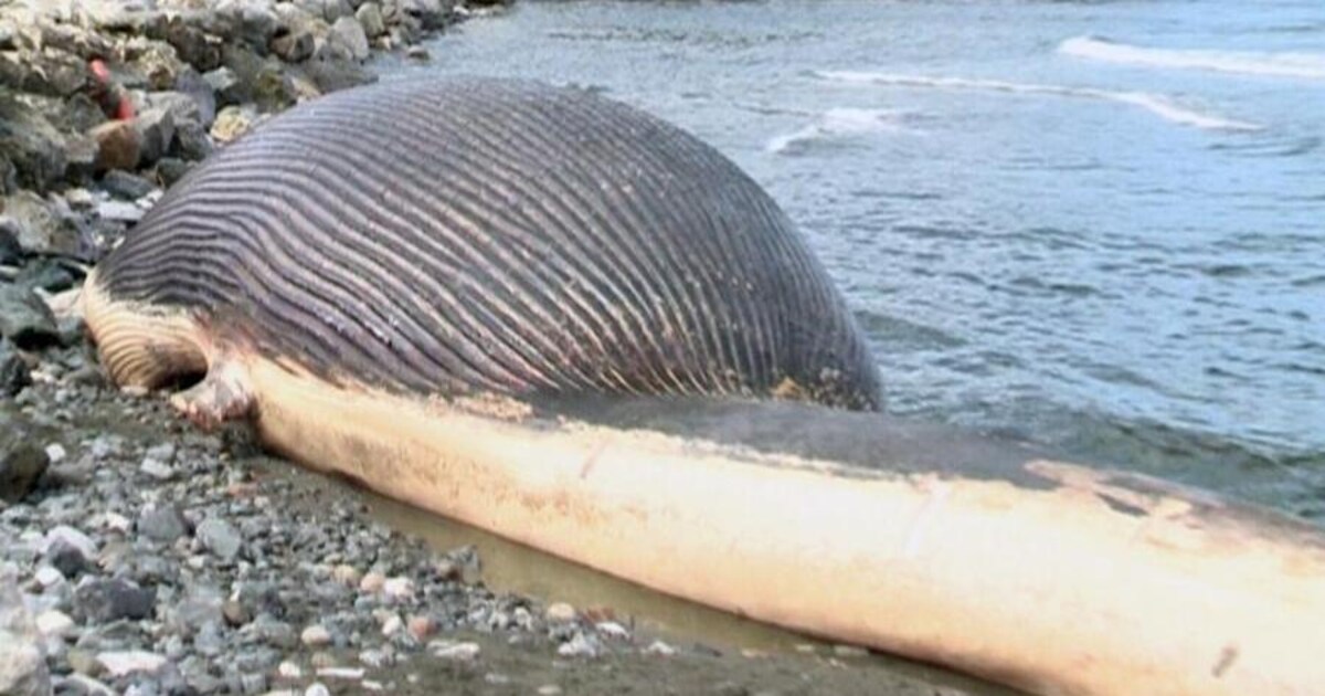 Aangespoelde Walvis Voor Kust Canada Dreigt Te Ontploffen De Volkskrant