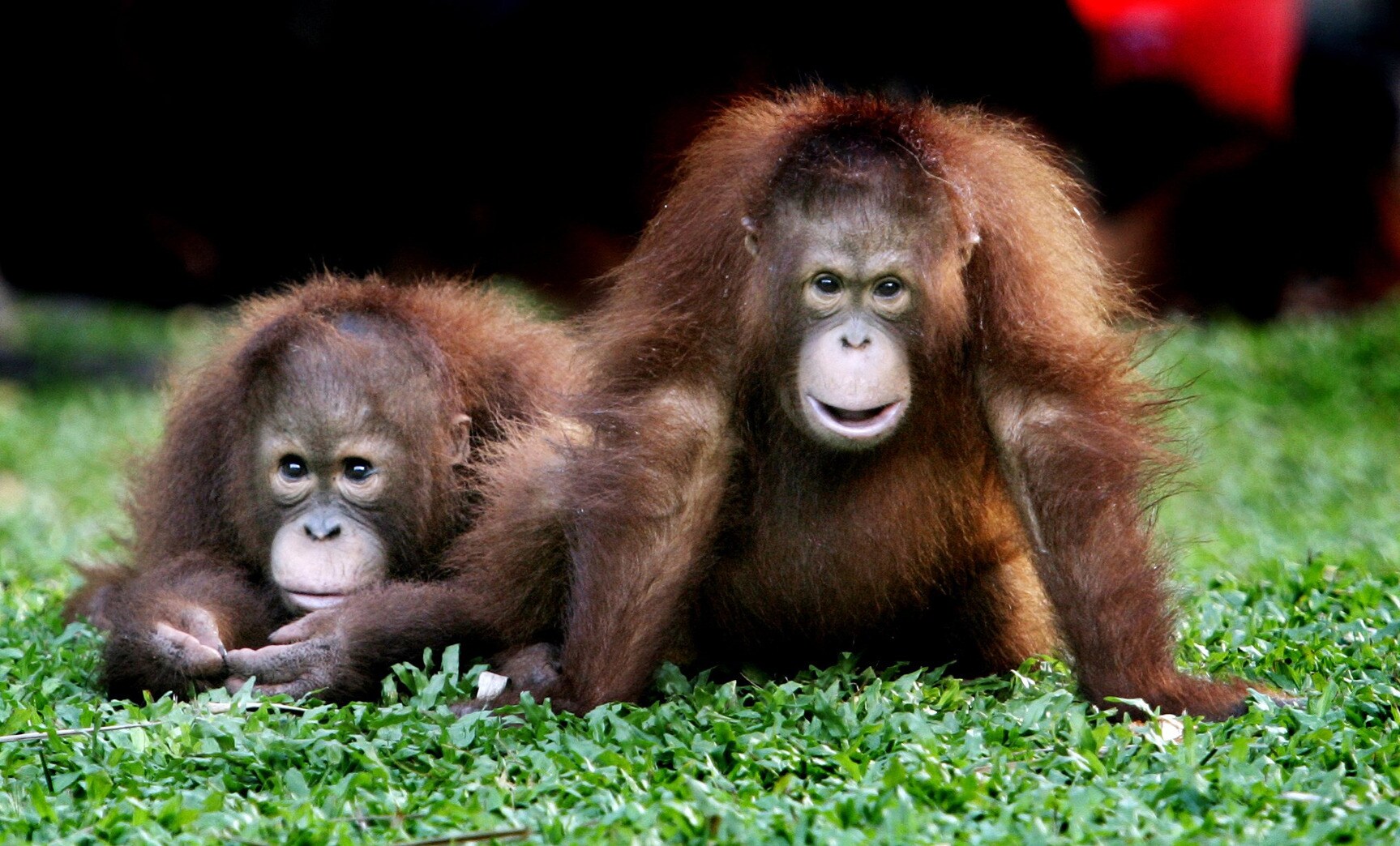 Twee jonge Orang-oetans in Borneo, Indonesië.