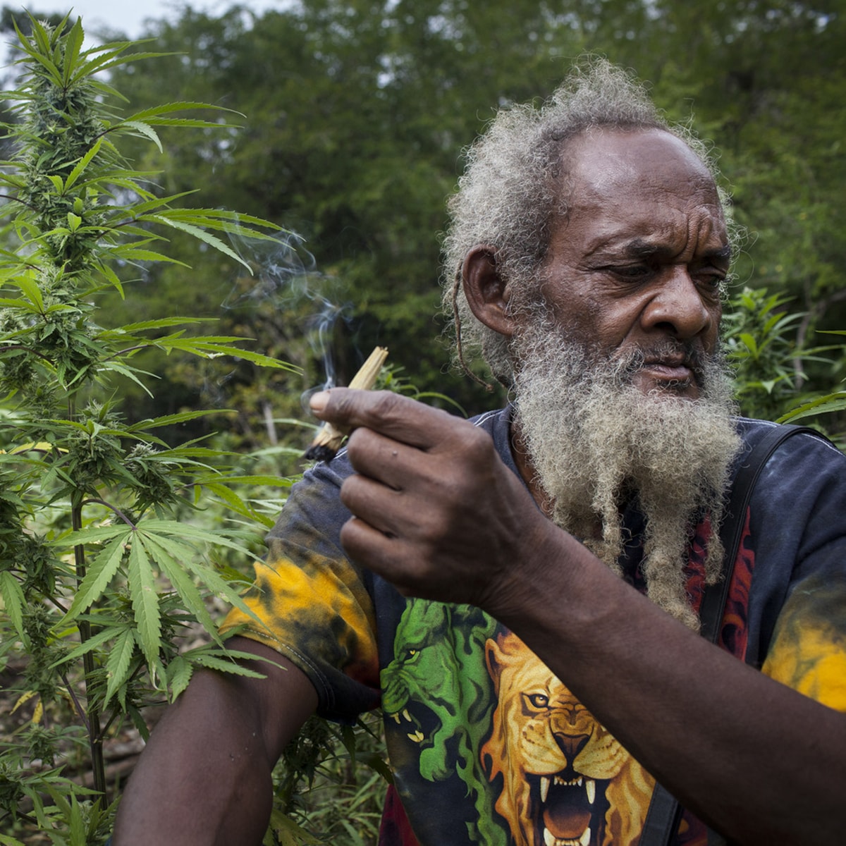 Rastafari Religie Wiet