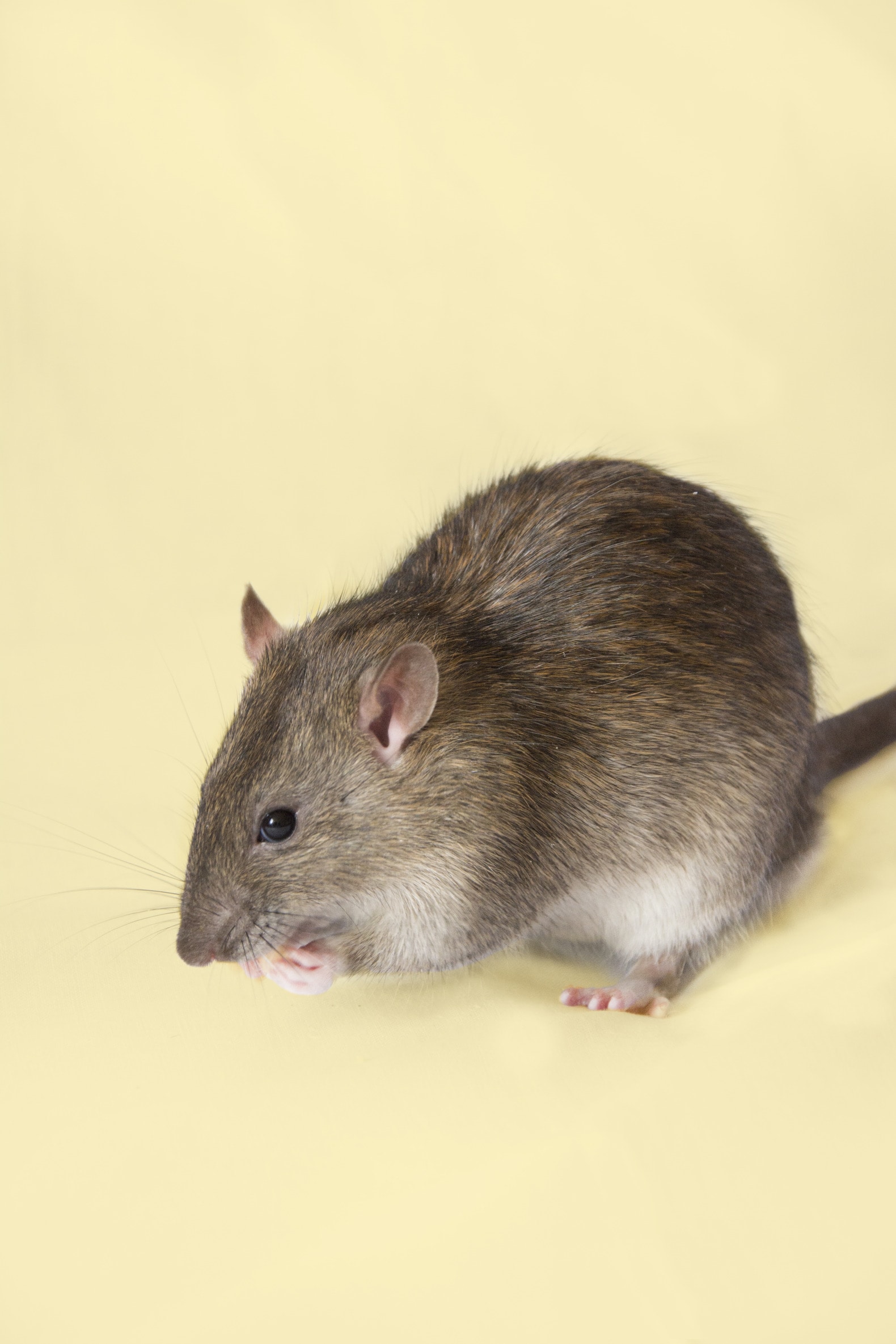 De bruine rat is gewoon een eekhoorn zonder pluimstaart | de Volkskrant