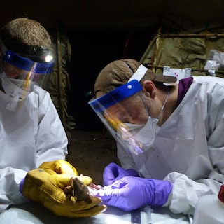 Nederlandse viroloog in VS aangeklaagd voor invoer mpox-virus uit Congo