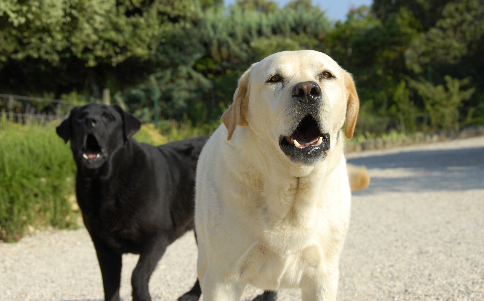 Moet ik de buren aanspreken op blaffende honden? de Volkskrant