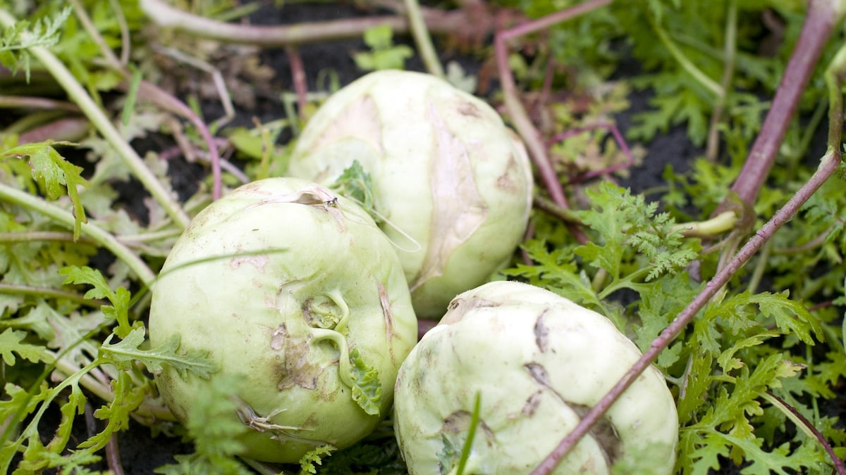 Ontketen een voedselrevolutie: teel je eigen groente en fruit | de  Volkskrant