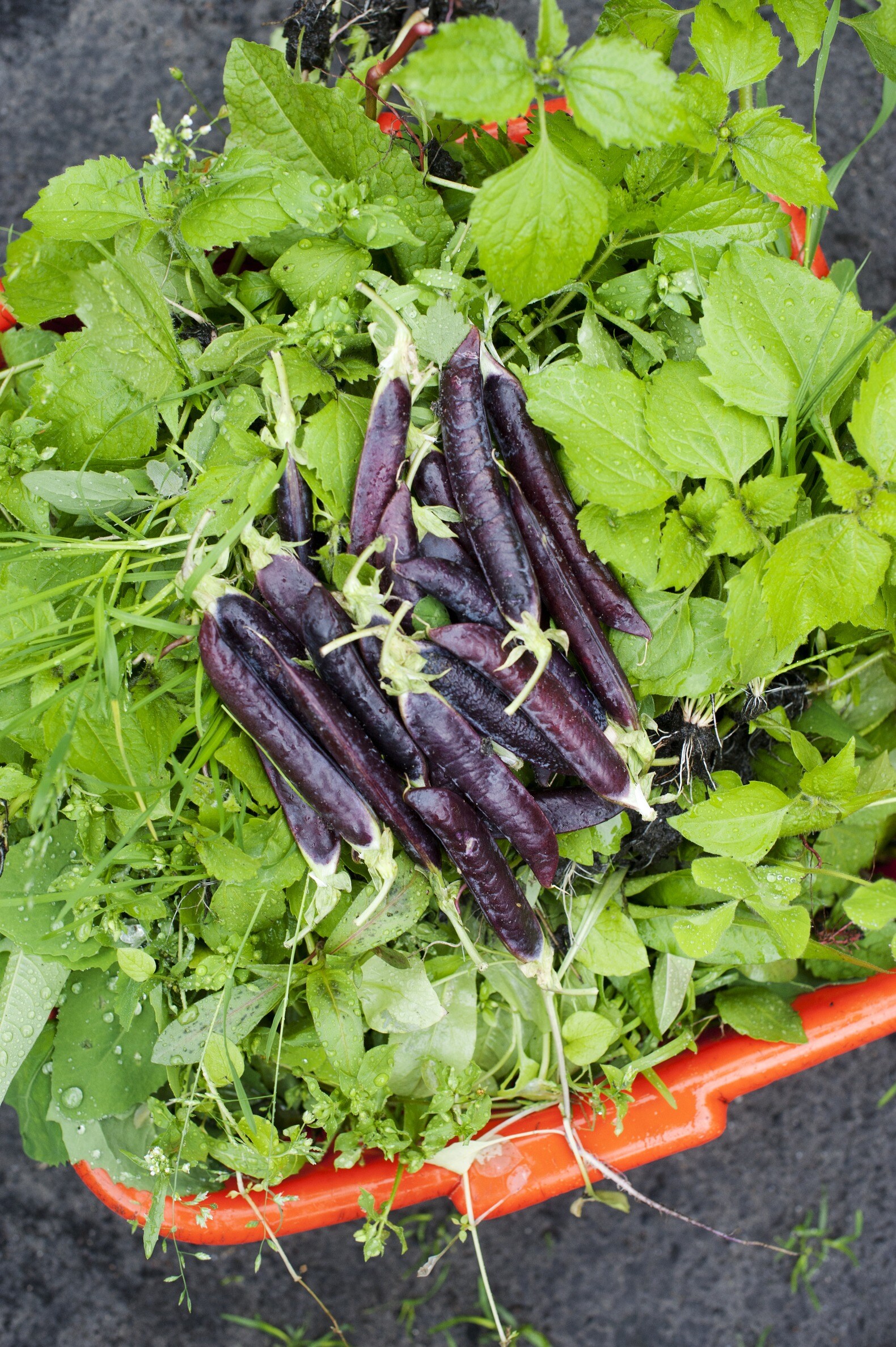 Ontketen een voedselrevolutie: teel je eigen groente en fruit | de  Volkskrant