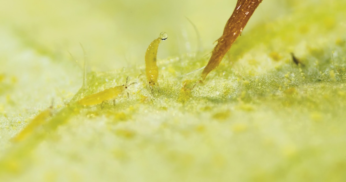 Insect kan alarmsignaal aan situatie aanpassen | de Volkskrant