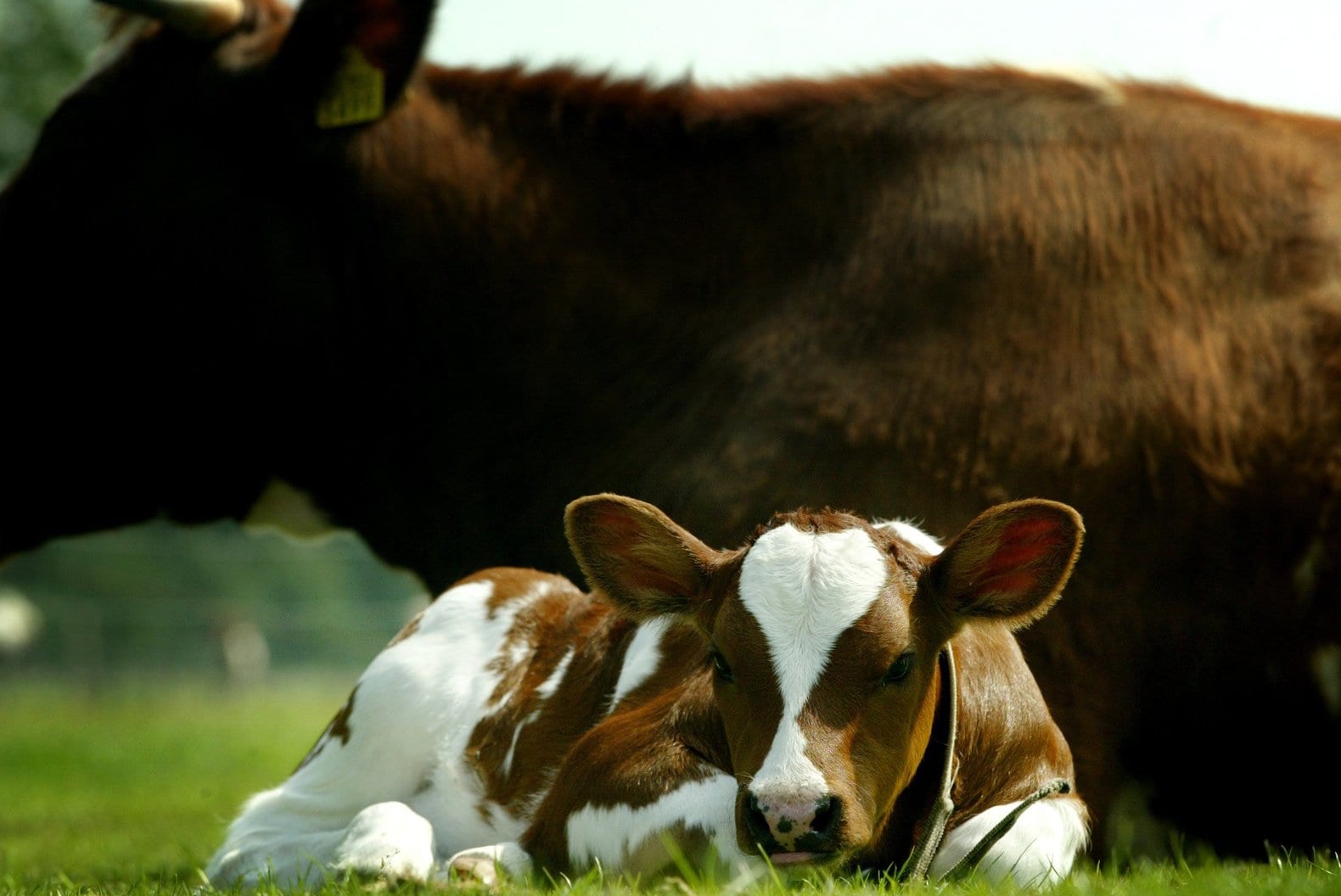 Laat het kalfje bij de koe | de Volkskrant
