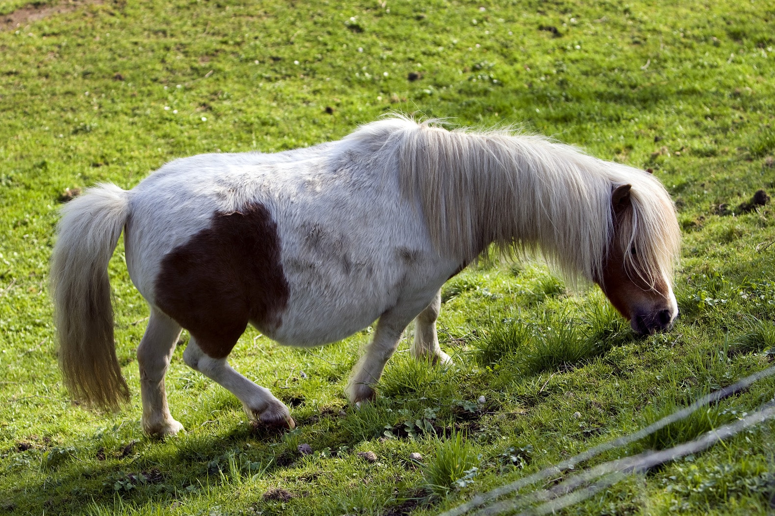 Geen seks met dieren is kwestie van smaak | de Volkskrant