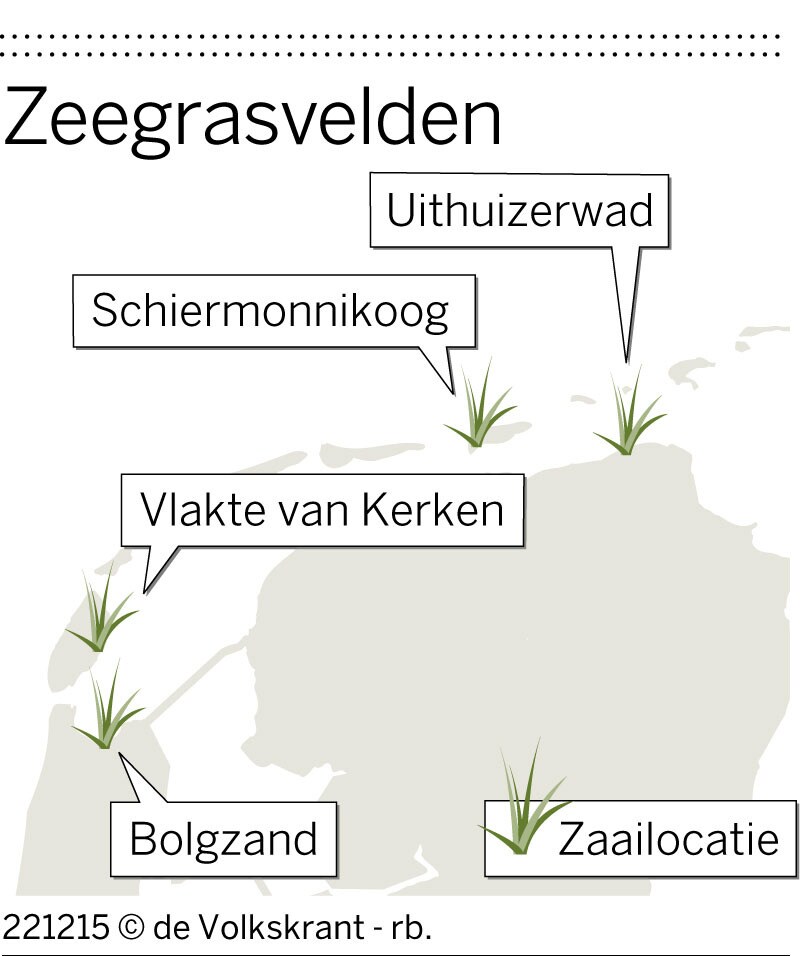 Zeegrasvelden