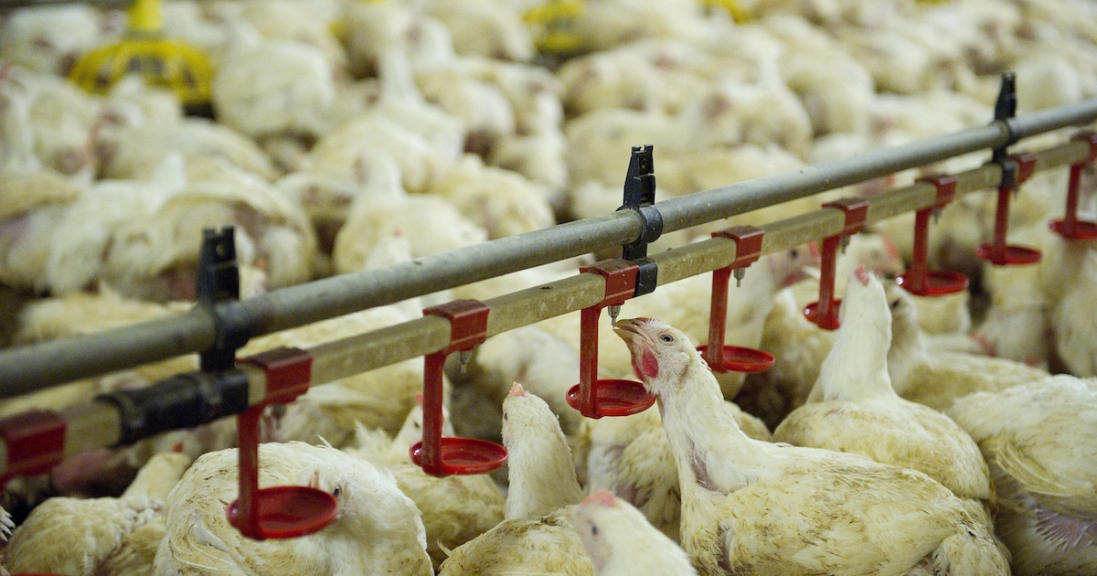 In plaats van plofkip verkoopt Lidl nu sjoemelkip | de Volkskrant