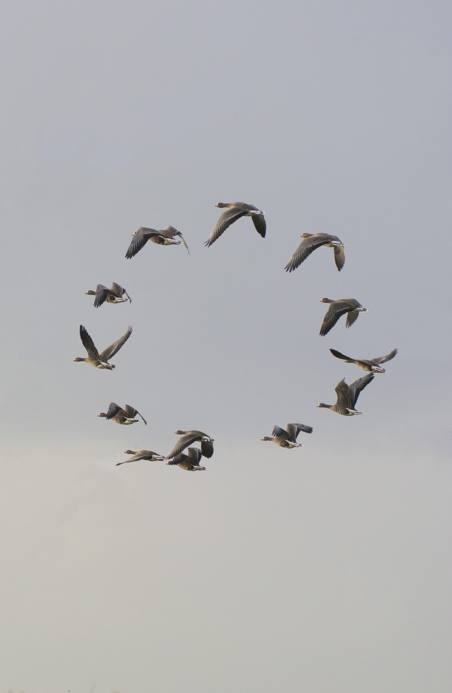 Ornithology, een oprecht beleden vogelliefde | de Volkskrant
