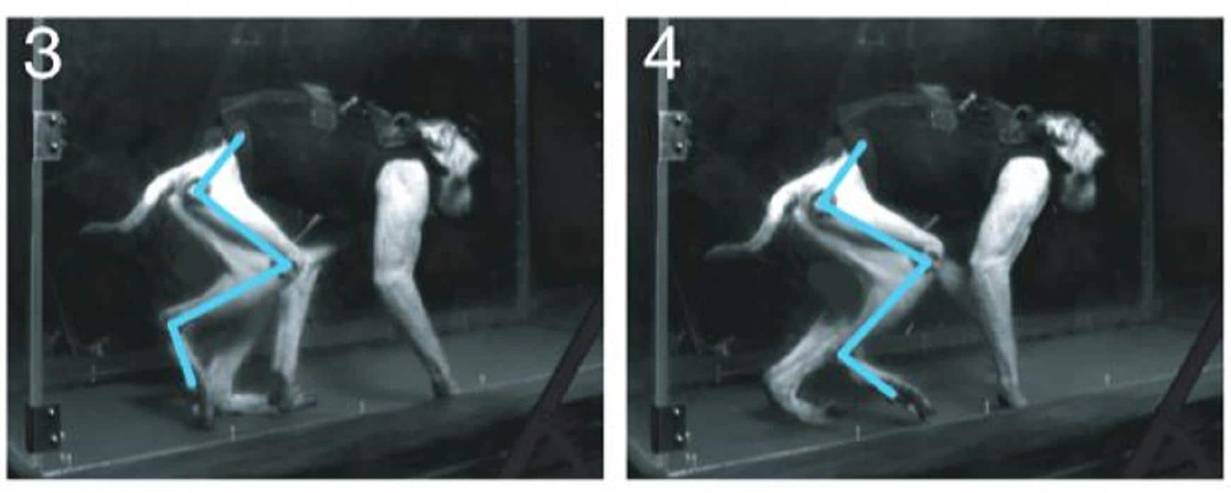 Verlamde aap loopt weer door 'hersenzender'