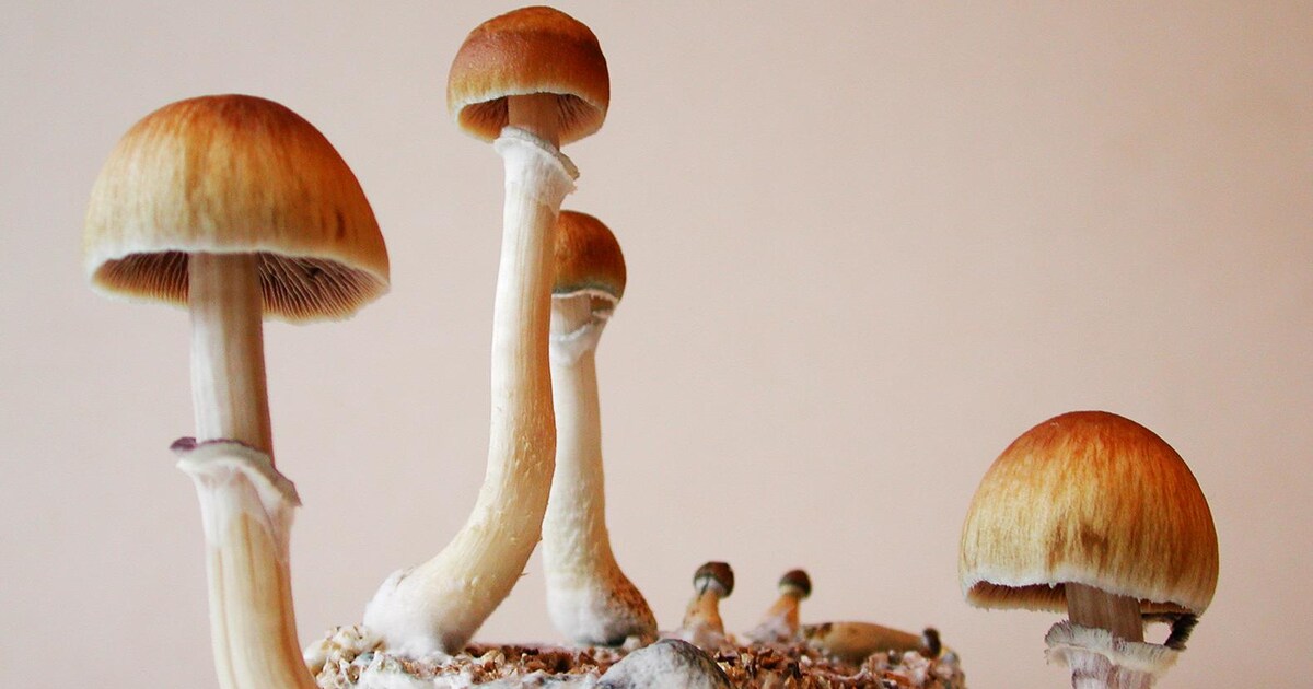 De paddo komt terug, maar dan op recept | de Volkskrant