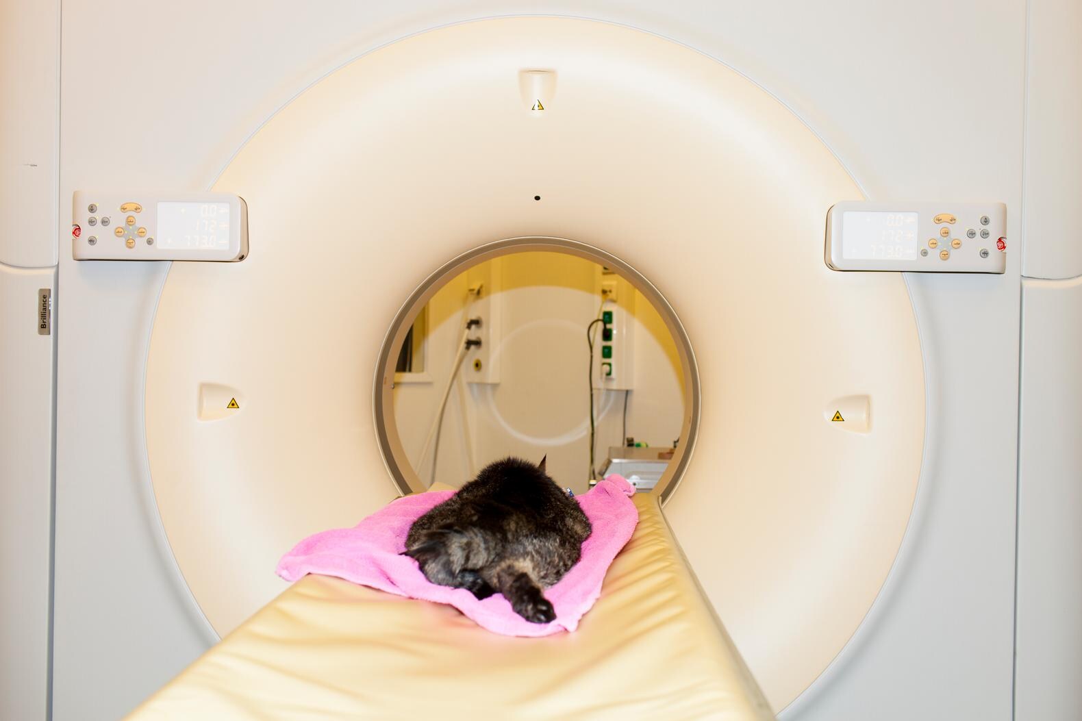 Met chemotherapie kan Spijkie nog een jaar leven | de Volkskrant