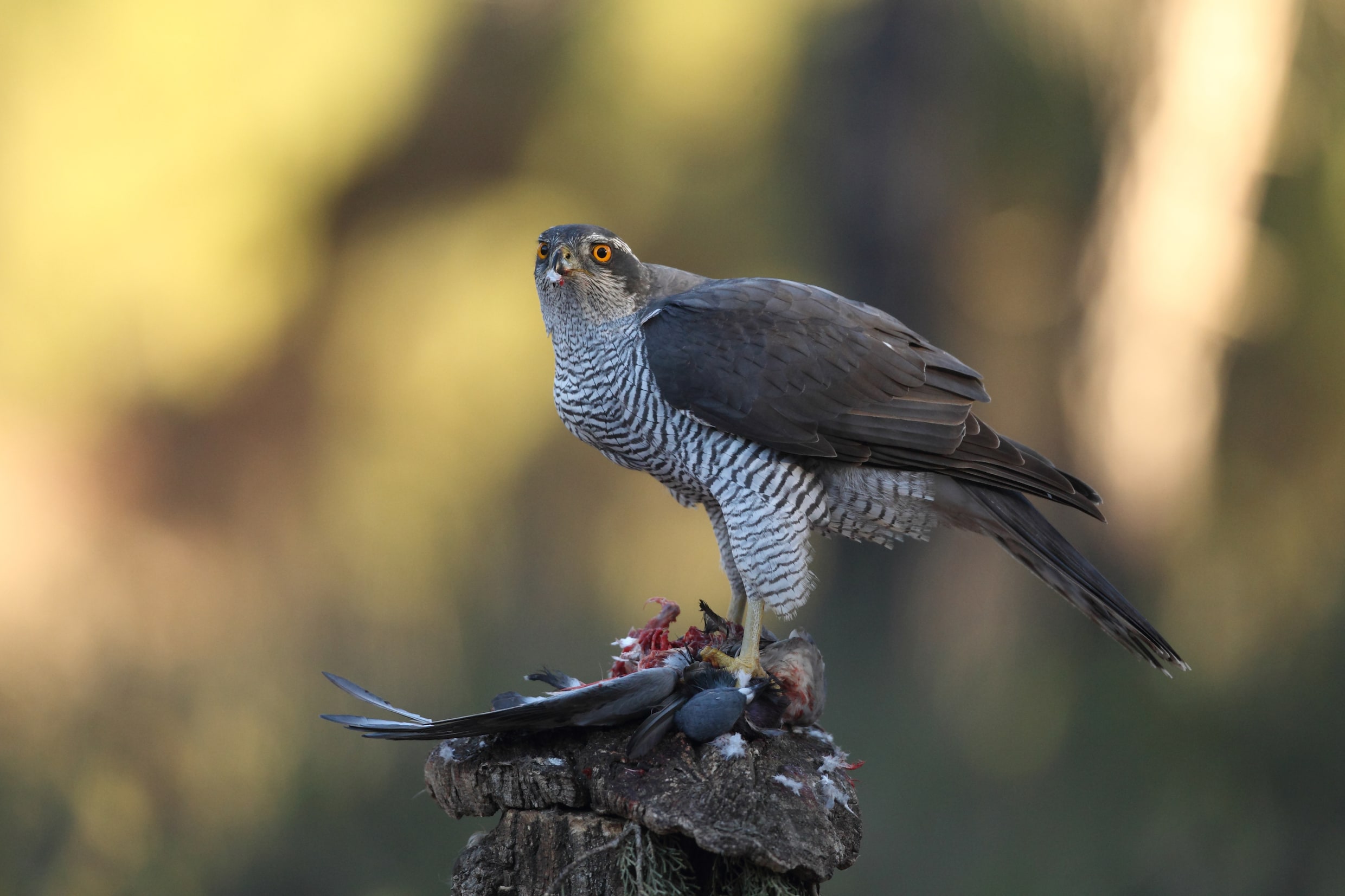 mooiste-roofvogels-soorten-roofvogels-in-de-tuin