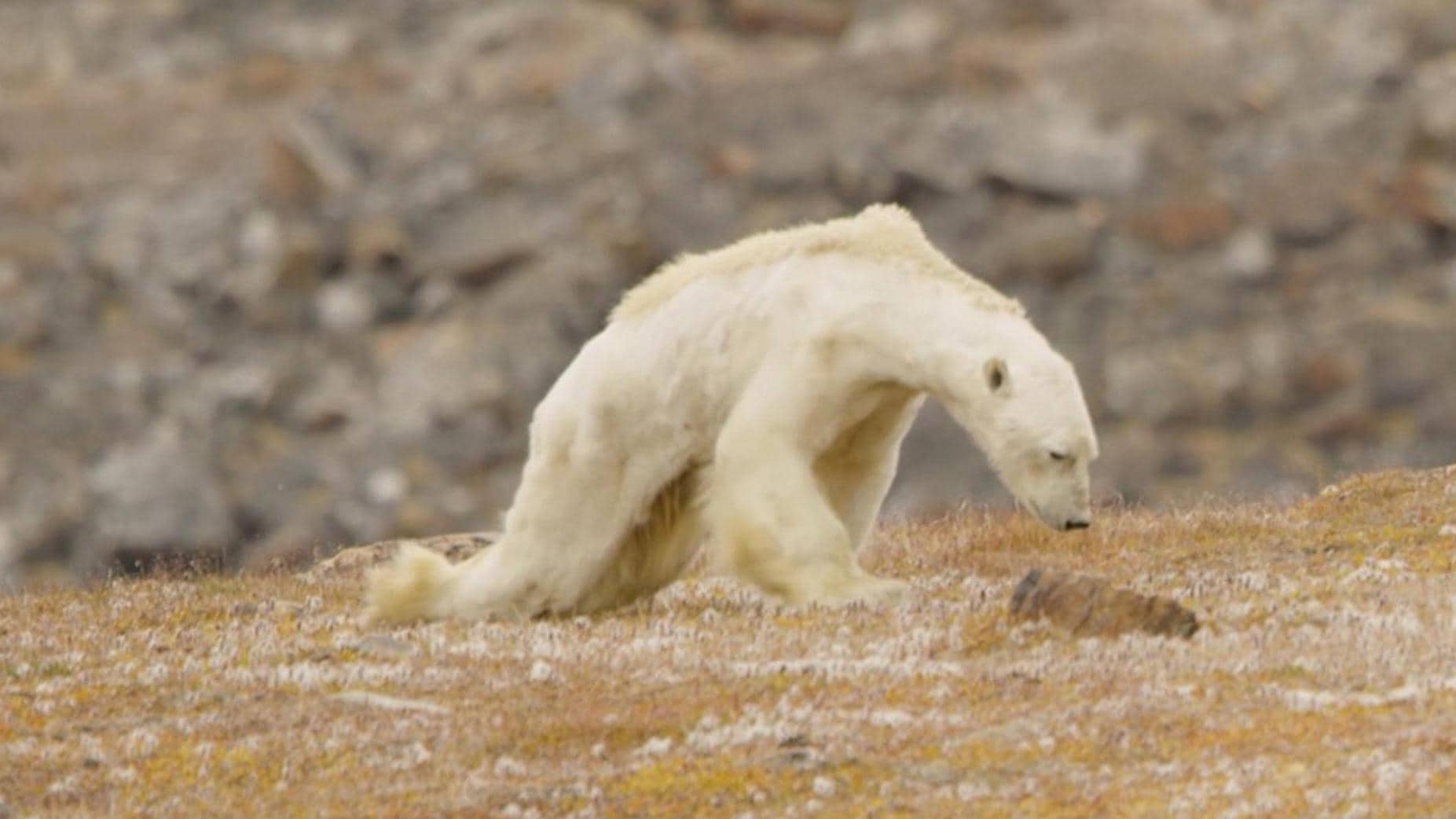 Deze ijsbeer is het slachtoffer van klimaatverandering - klopt dit wel?