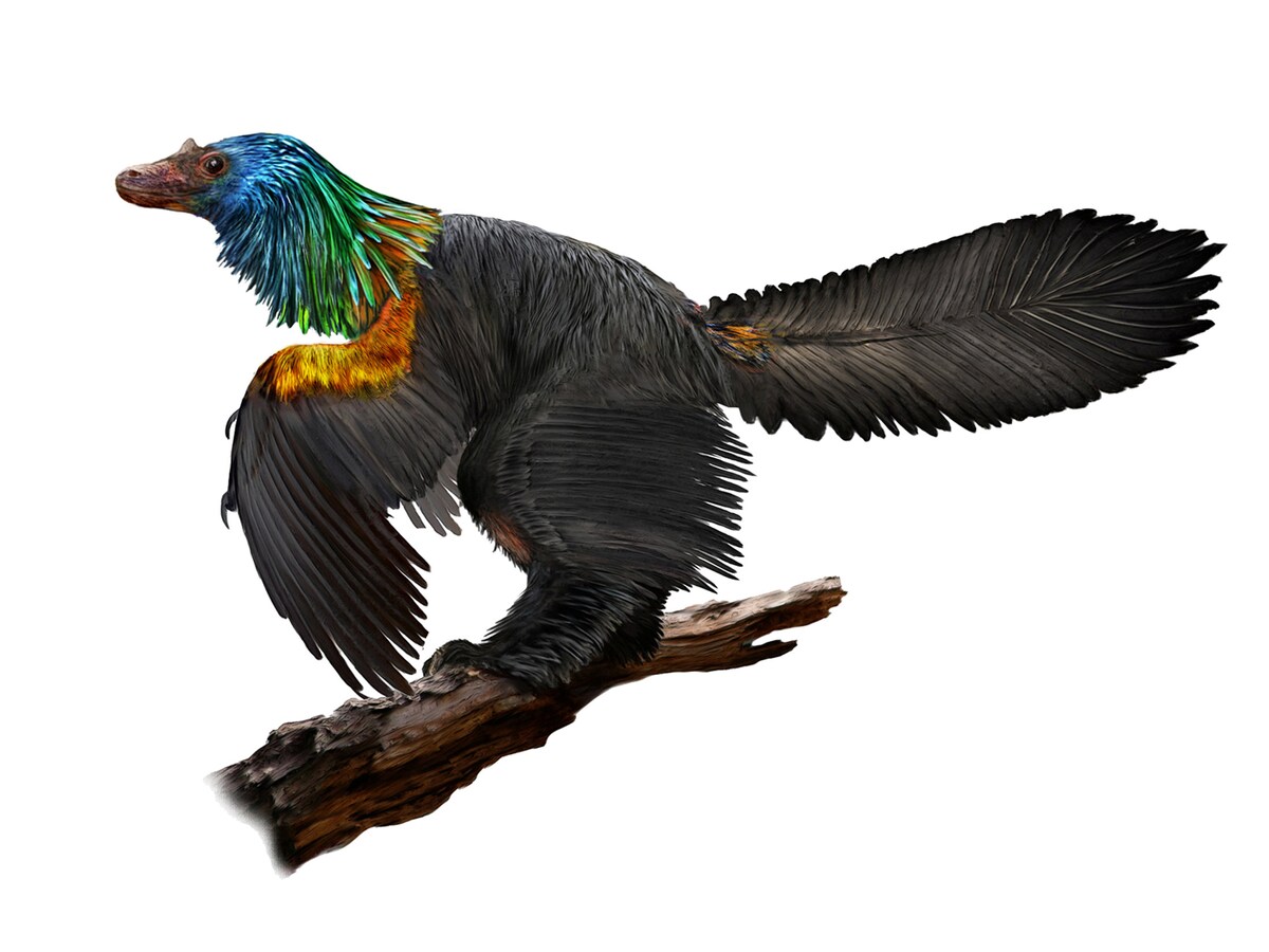 Kromhouthal in Noord krijgt bezoek van vijftig dinosaurussen | Het