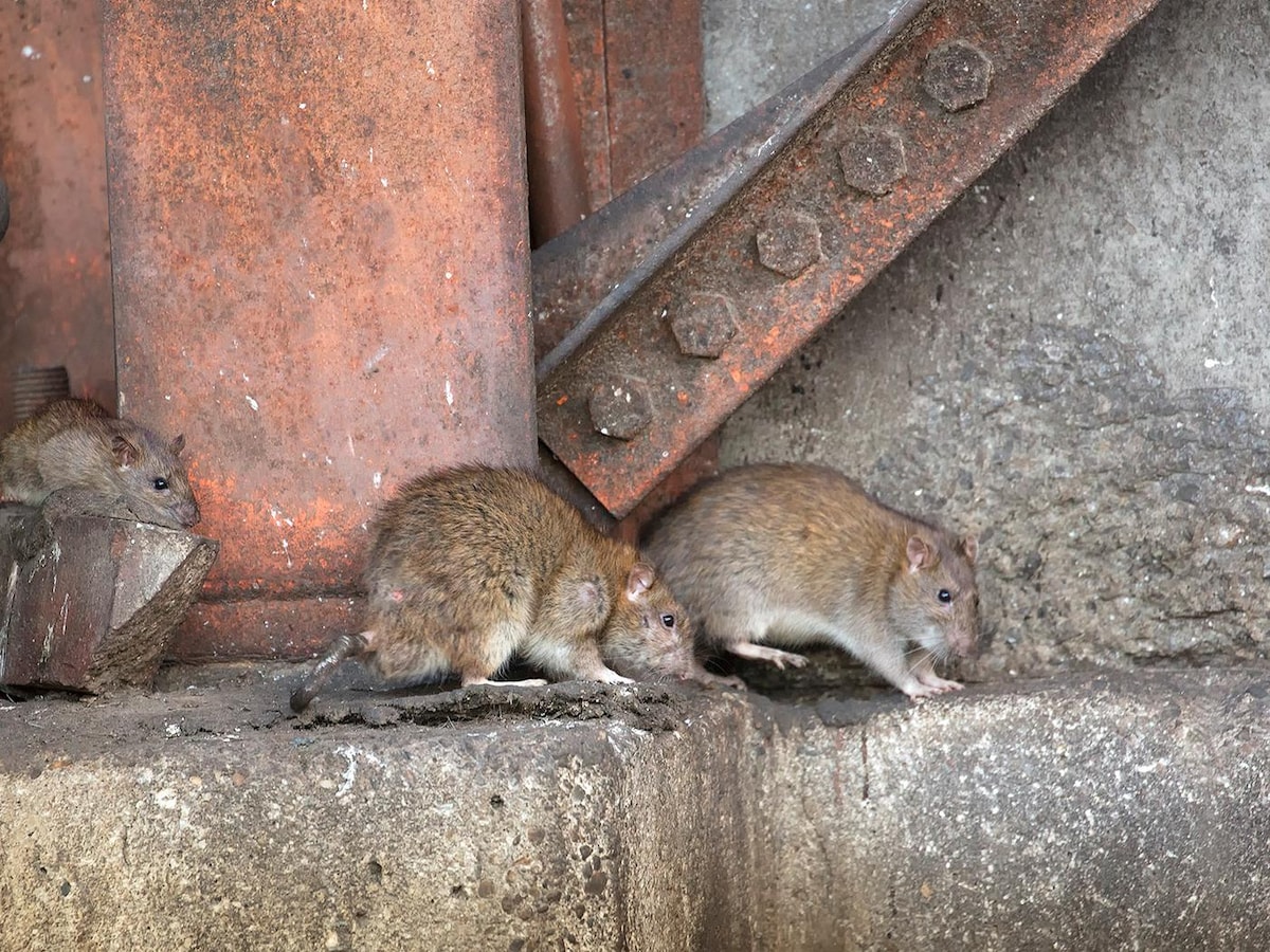 Ratten