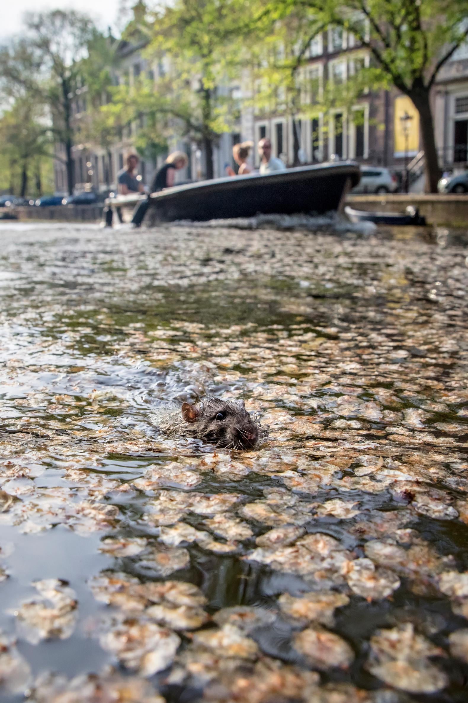 De rat rukt op en hij is niet van plan snel te verdwijnen. 'Die ...