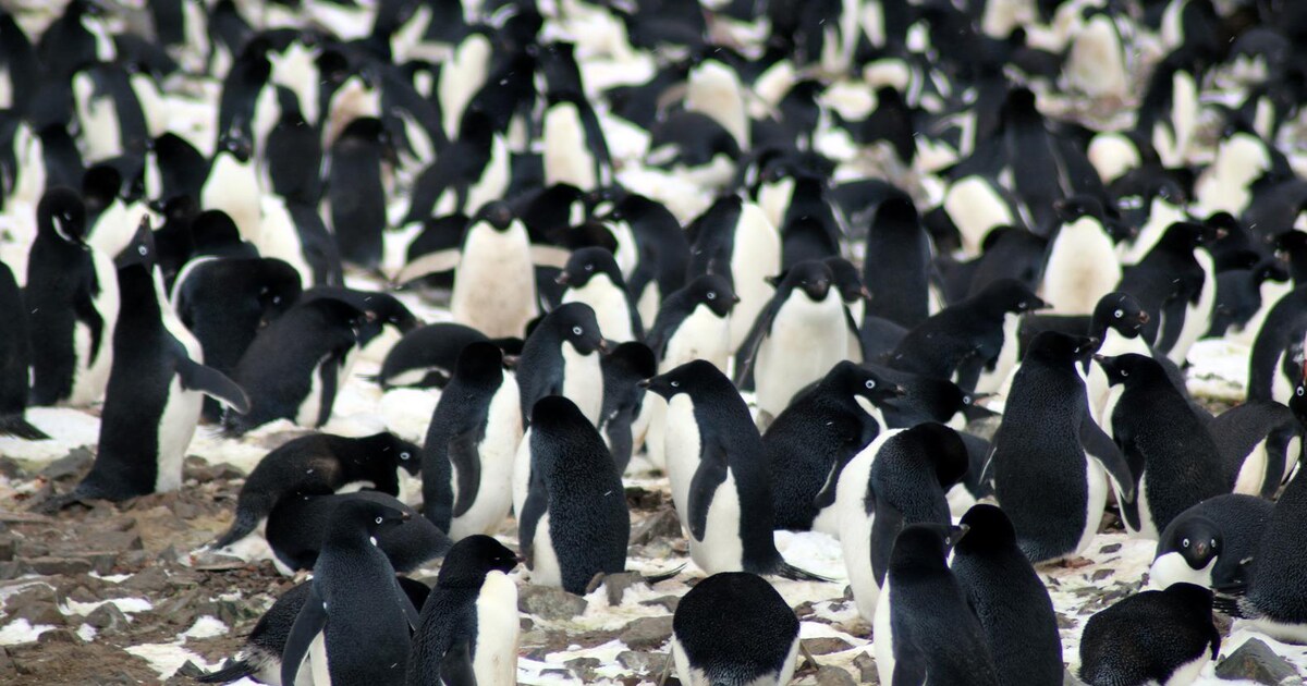 Enorme kolonie van ruim 1,2 miljoen pinguïns ontdekt op de Zuidpool