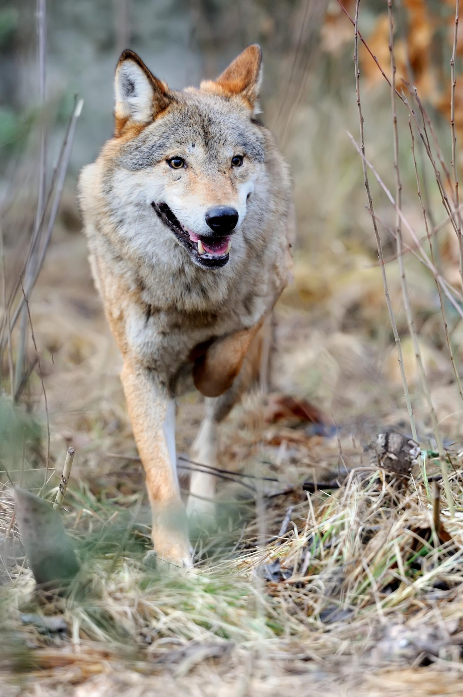 Caspar Janssen ziet de wolf zo de Oostvaardersplassen oplopen - dat zou ...
