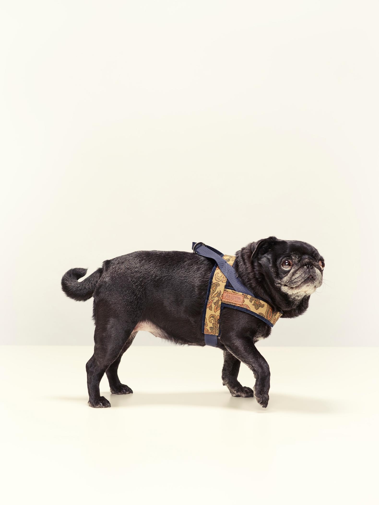 Veel rashonden zijn zo doorgefokt dat ze constant lijden - waar vind je er  een die wél gezond is? | de Volkskrant