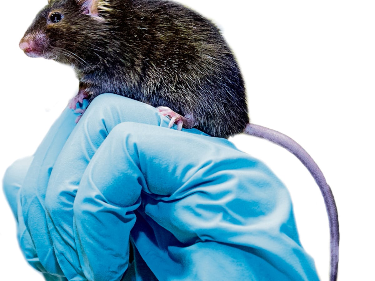 The mouse that time forgot
