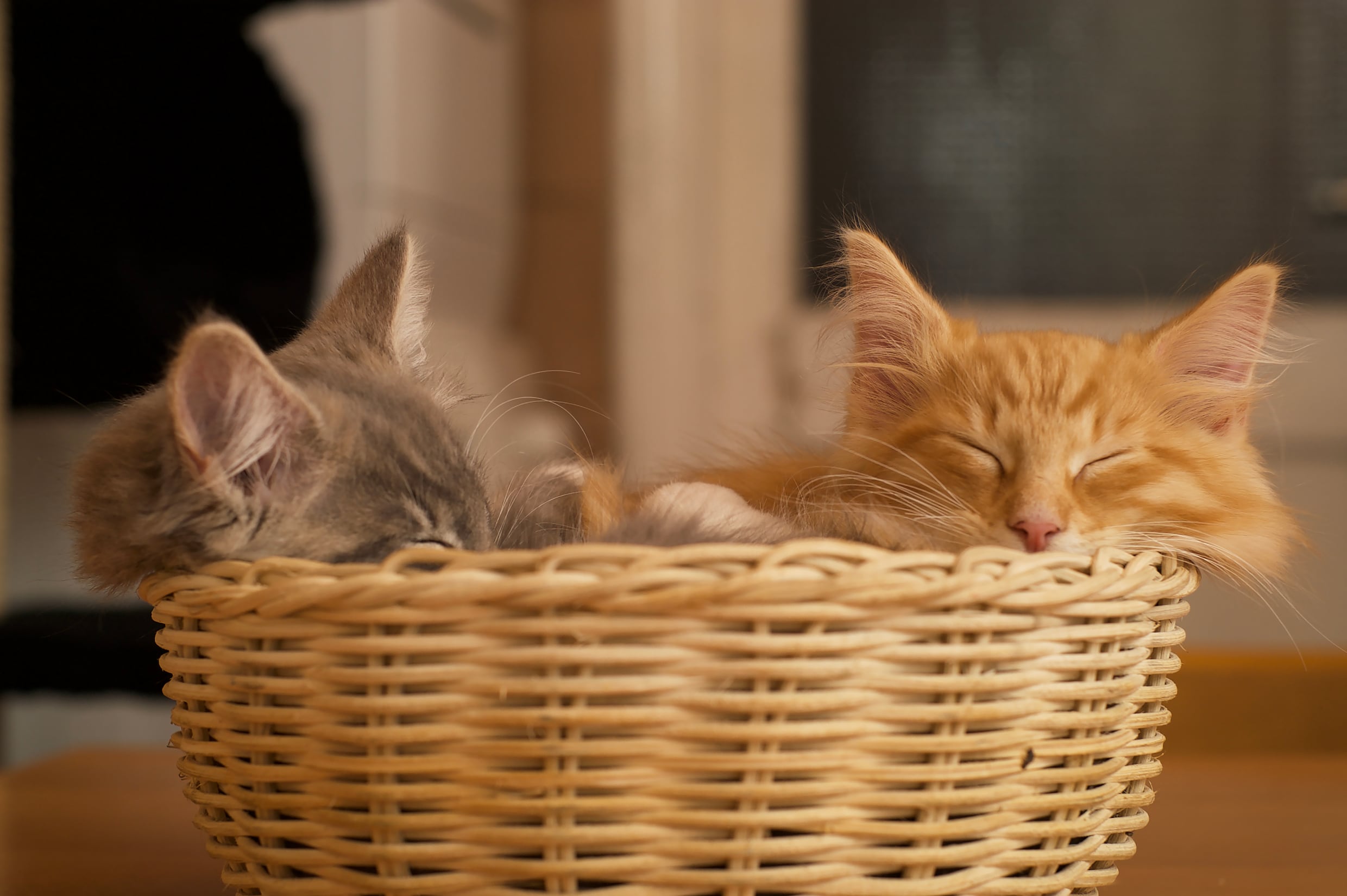 Deze kattenfoto's laten zien wat Tonio van der Heijden door zijn lens ...