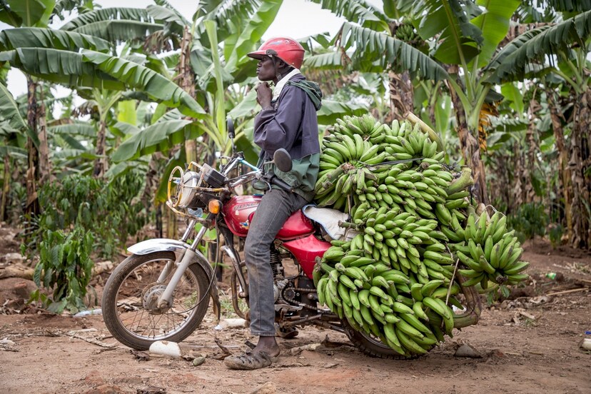 ‘Bananenrepubliek’ Oeganda kweekt zijn eigen genetisch gemodificeerde banaan
