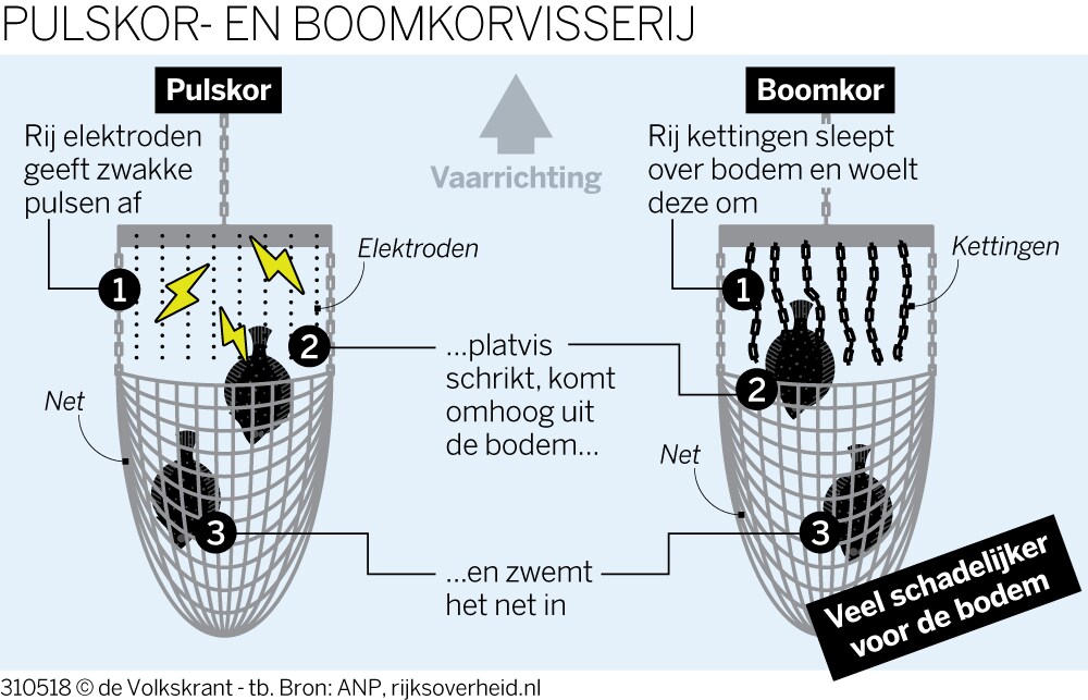 Opsteker Nederlandse platvisvloot: pulskor volgens internationale experts minder schadelijk dan aloude boomkor