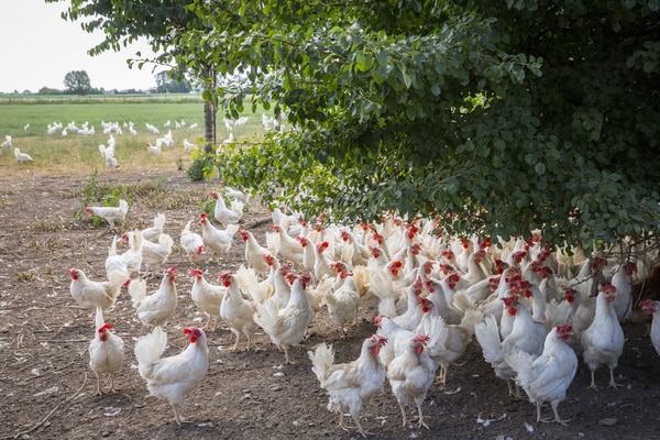Foute boel voor deze pluimveehouder: Harold Maassen moest 2,5 miljoen eieren weggooien door de fipronilcrisis