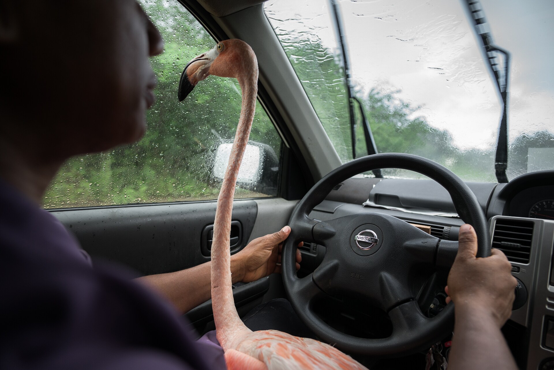 Flamingo Bob buigt sierlijk in de klas