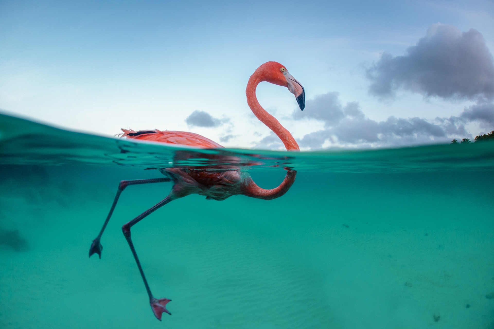 Flamingo Bob buigt sierlijk in de klas