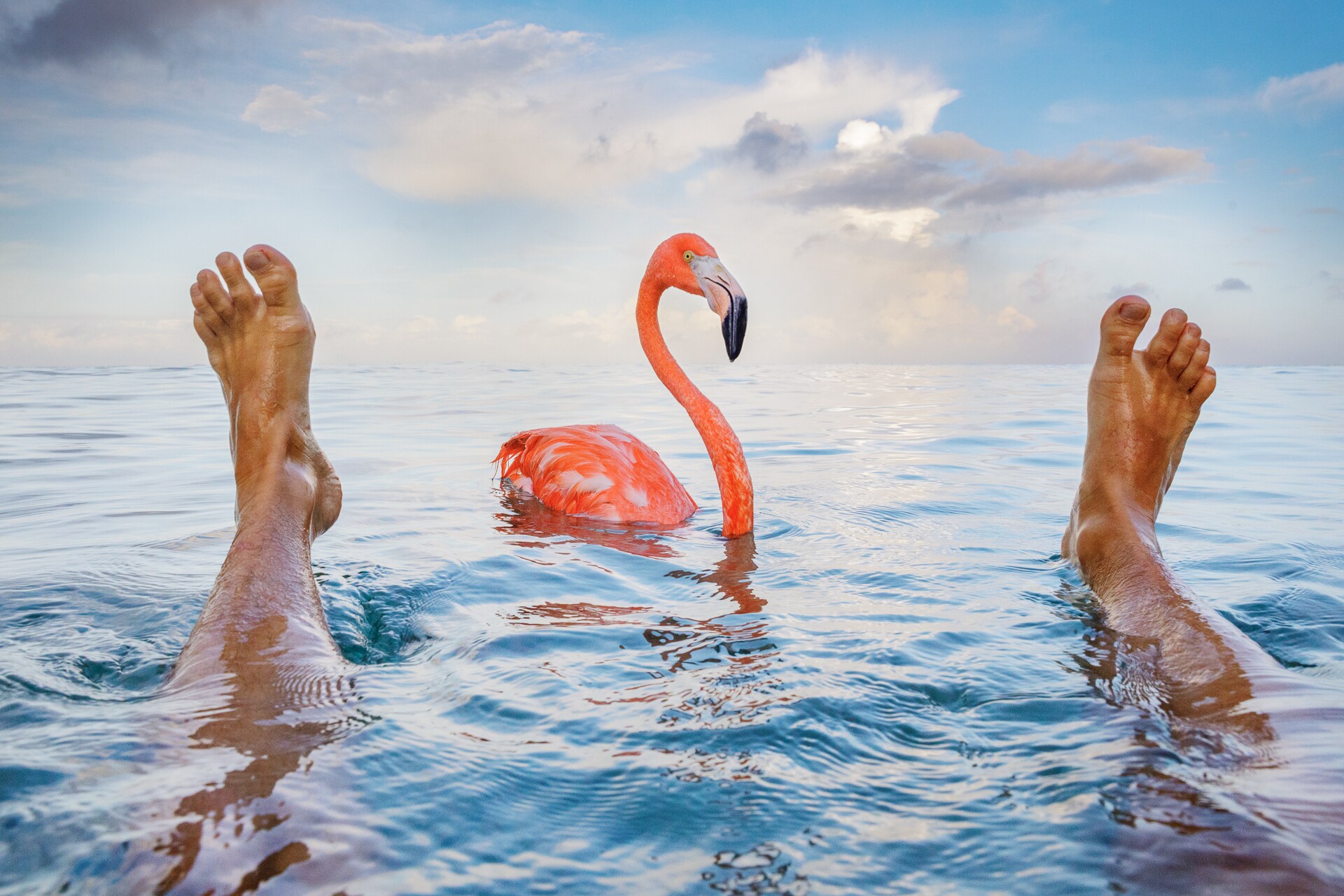 Flamingo Bob buigt sierlijk in de klas