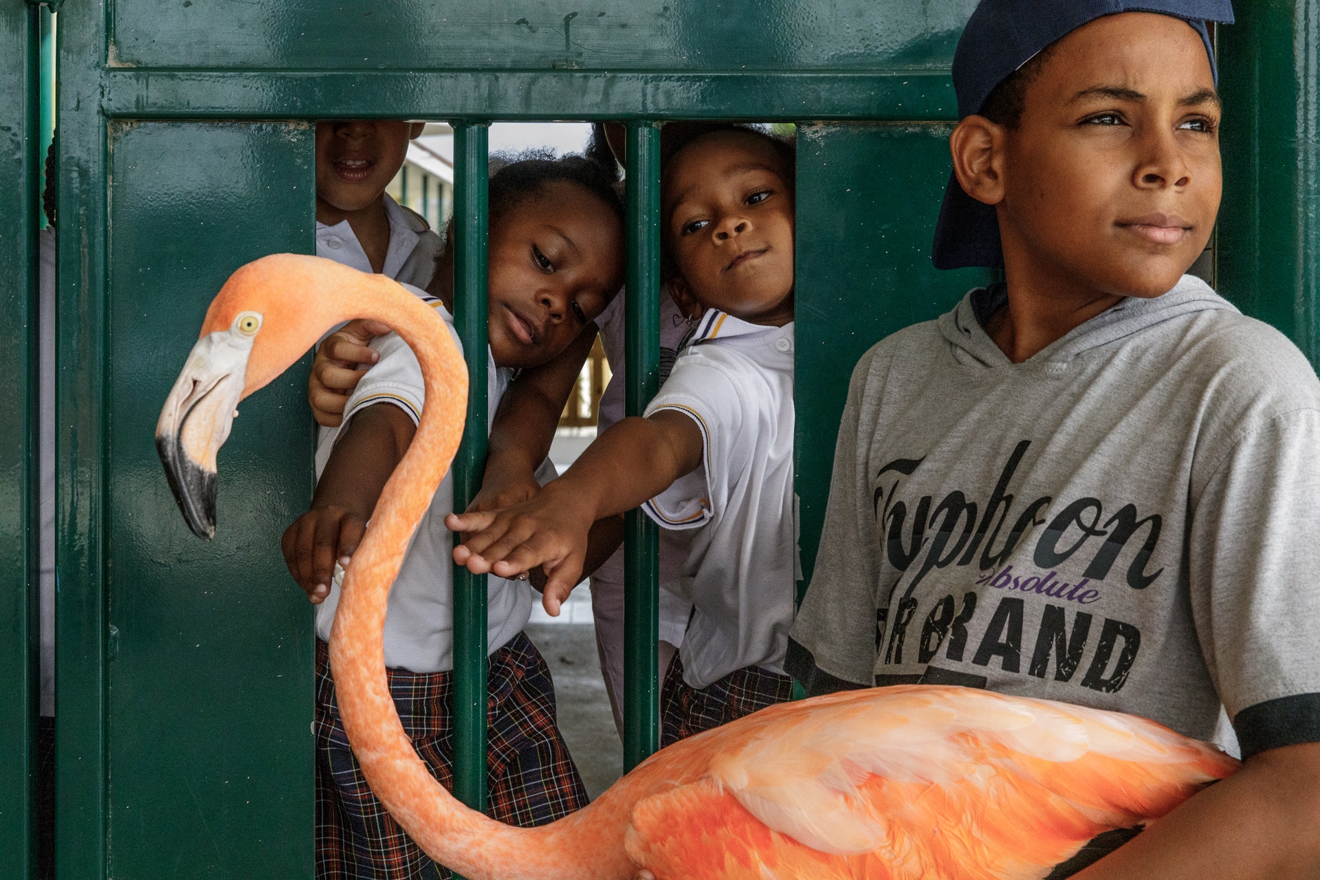 Flamingo Bob buigt sierlijk in de klas