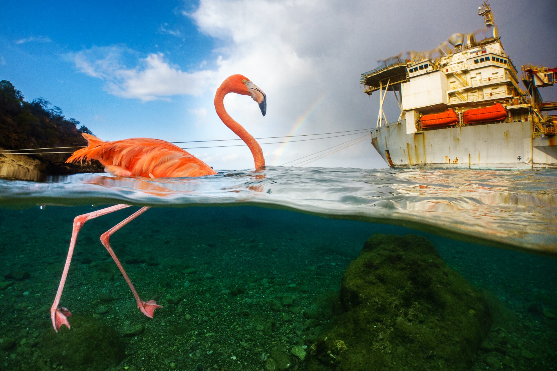 Flamingo Bob buigt sierlijk in de klas