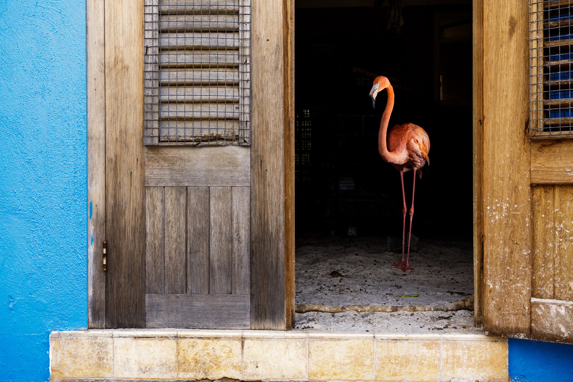 Flamingo Bob buigt sierlijk in de klas