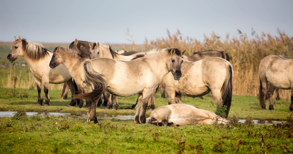 Konikpaarden op het Oostvaardersveld moeten van de rechter worden beschermd tegen stekelige plant