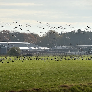 Provincial policies confuse goose management efforts