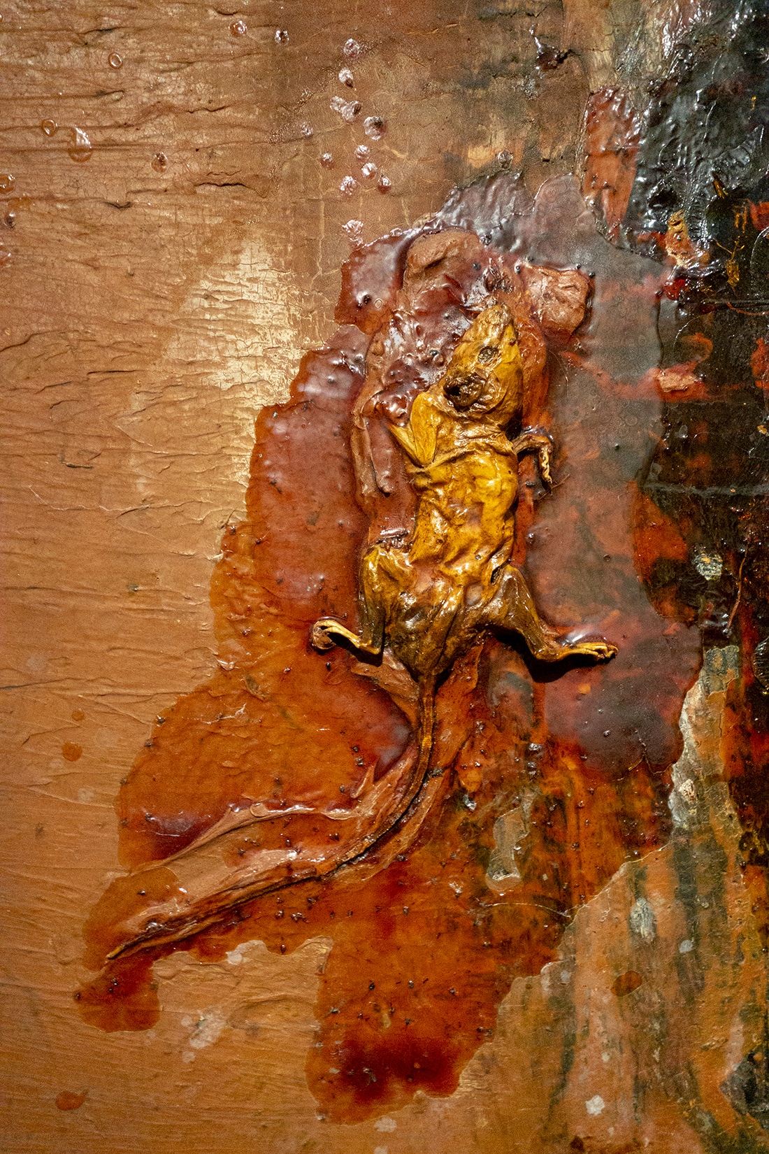 Al millennia maken mensen er kunst mee: dode dieren – zoals deze rat van David Lynch
