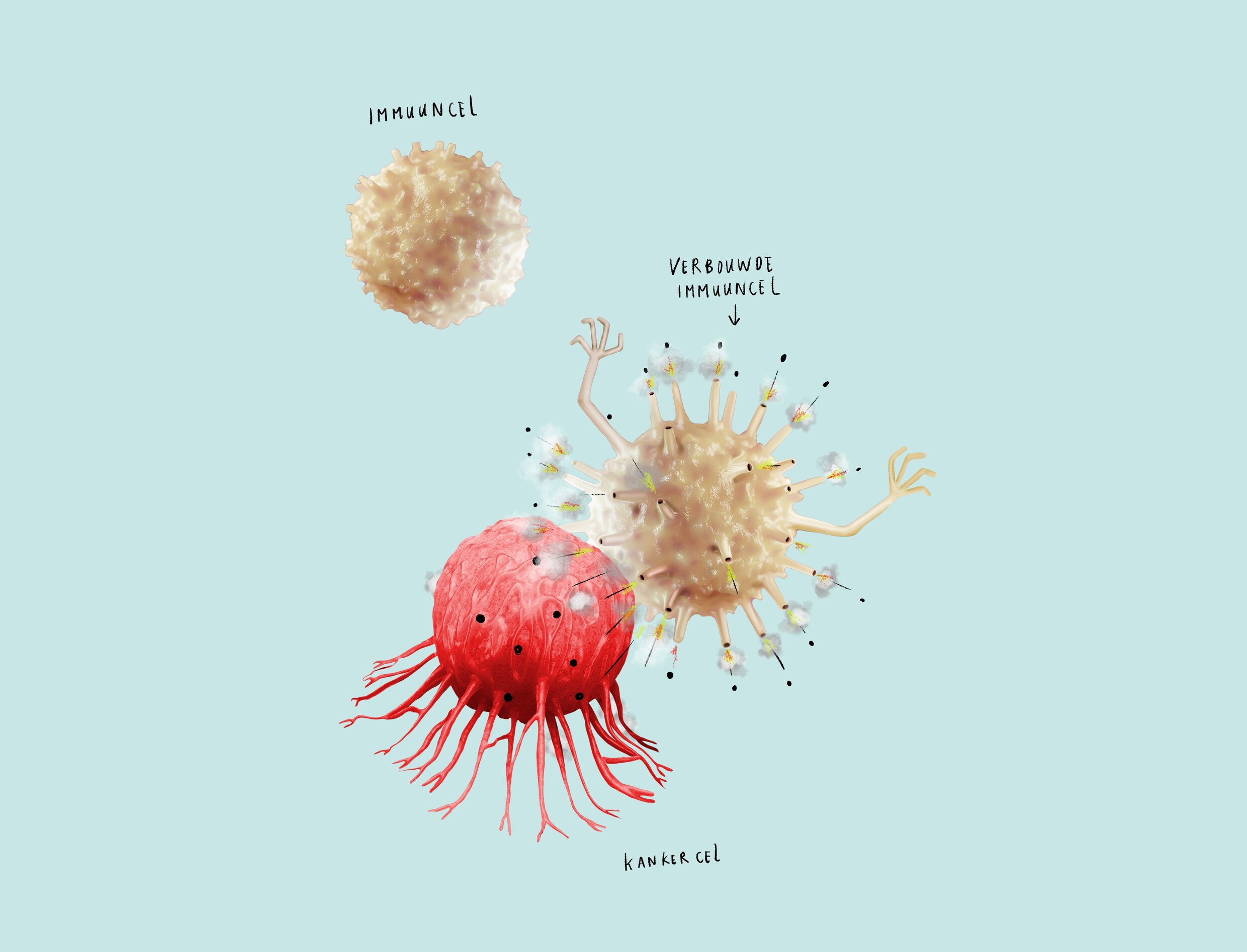 14. De eigen afweer jaagt steeds meer kankercellen weg