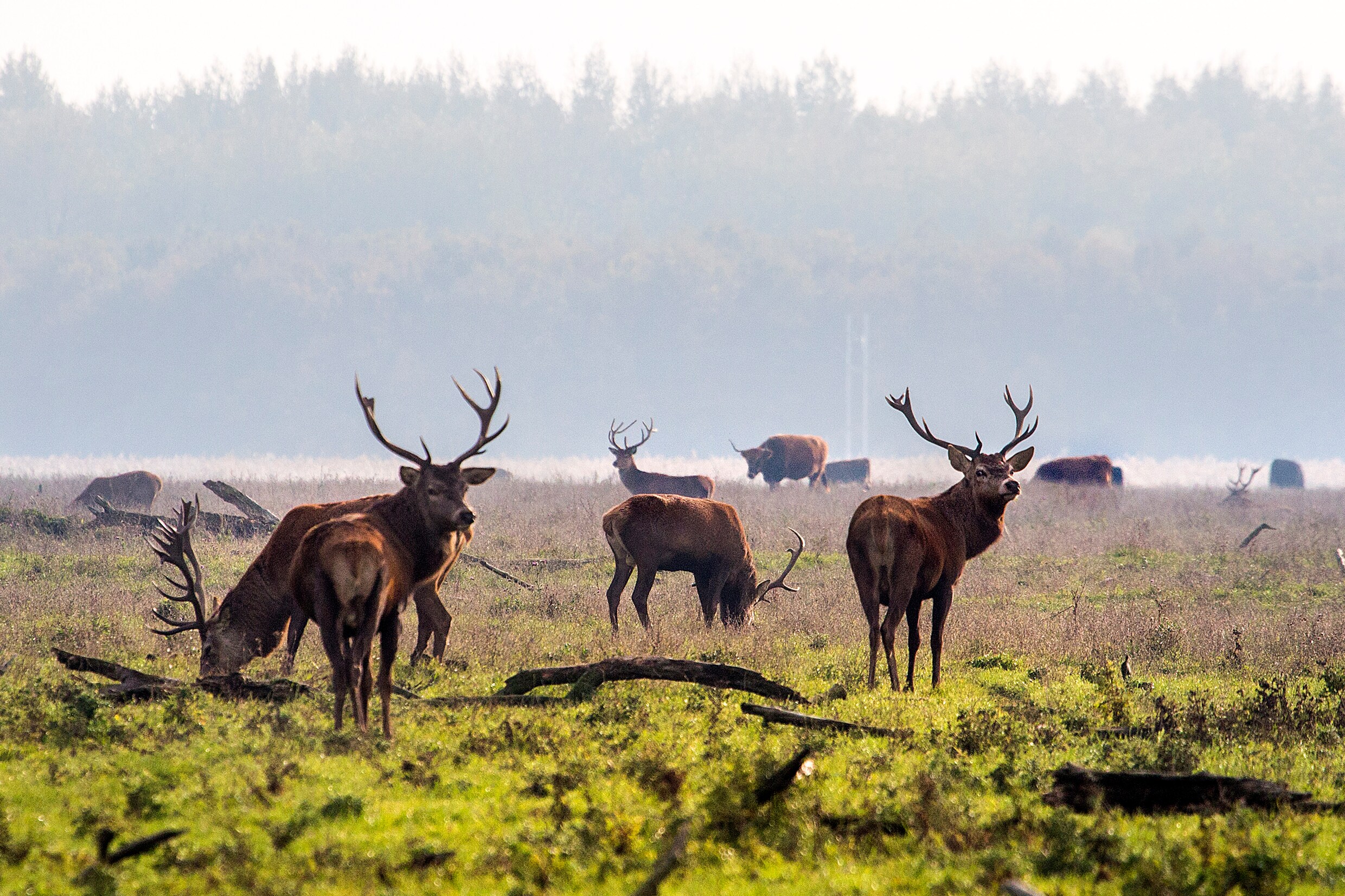  Grote Grazers In De Oostvaardersplassen Zijn Wilde Dieren Dus 
