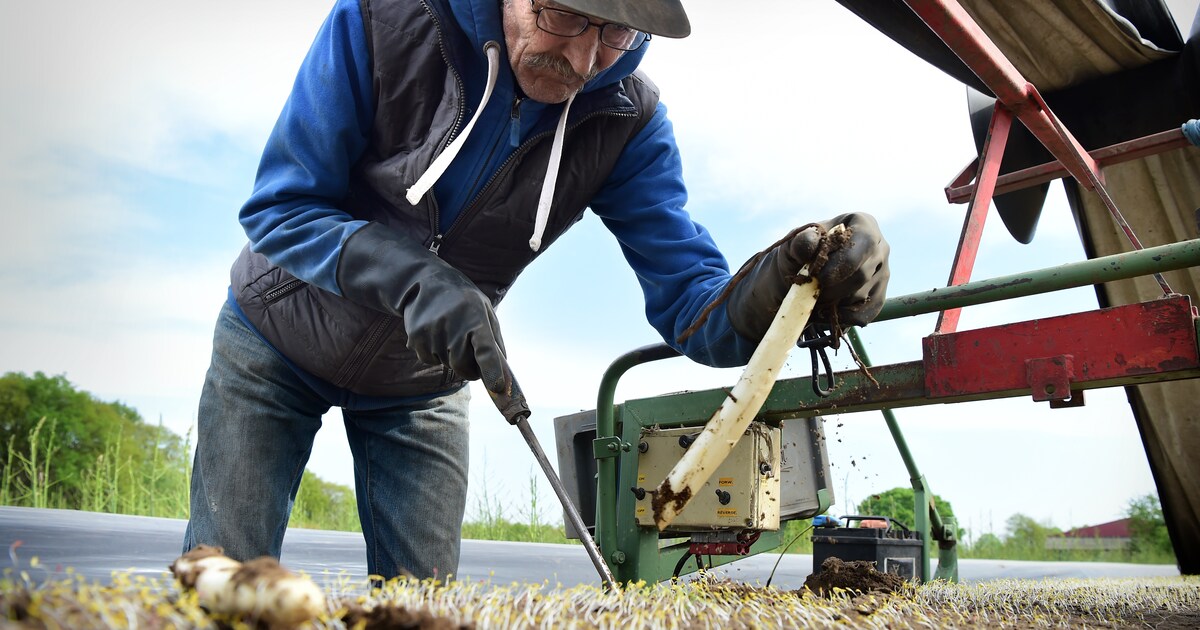 Hoe het witte goud uit hét aspergedorp van Nederland verdwijnt