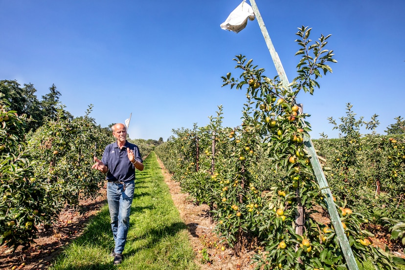 Twee uur in de ochtend en twee uur in de avond speelt fruitteler Jan Boer zelf voor vogelverschrikker.