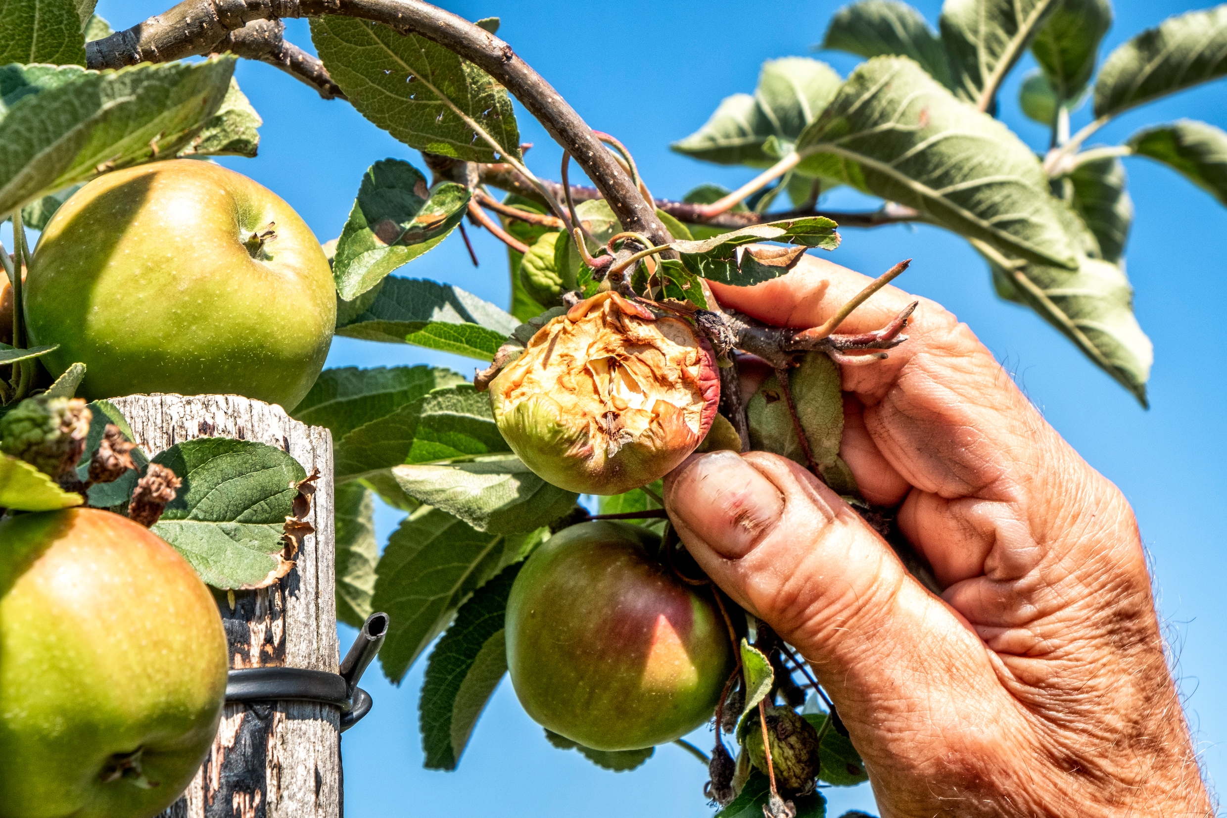 Jan Boer toont aangevreten appels. ‘Overal hangen lijken.’