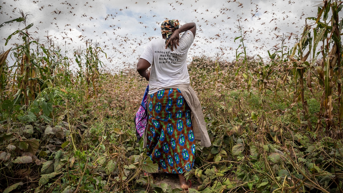 Hoe kan de sprinkhaan zoveel ravage aanrichten in Oost-Afrika? | de  Volkskrant